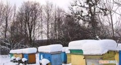 冬天养蜜蜂好，冬天蜜蜂如何过冬
