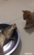 猫吃鱼原因是什么，猫为什么特别喜欢吃鱼
