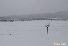 下雪了小树像什么
